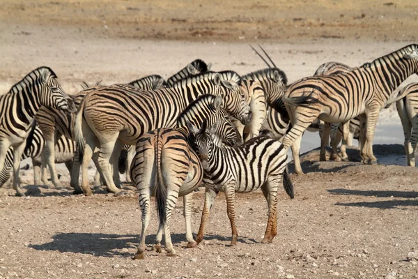 Zebras no Parque Nacional Etosha, na Namíbia — Fotografia de Stock