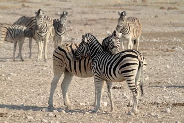 Zebralar Namibya 'daki Etosha Milli Parkı' nda — Stok fotoğraf