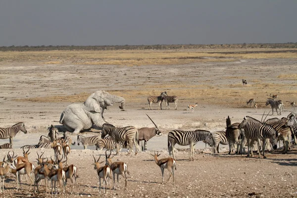 Animales en un pozo de agua en el Parque Etosha en Namibia — Foto de Stock