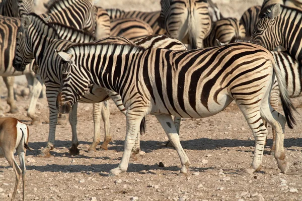 Zebry w Parku Narodowym Etosha w Namibii — Zdjęcie stockowe