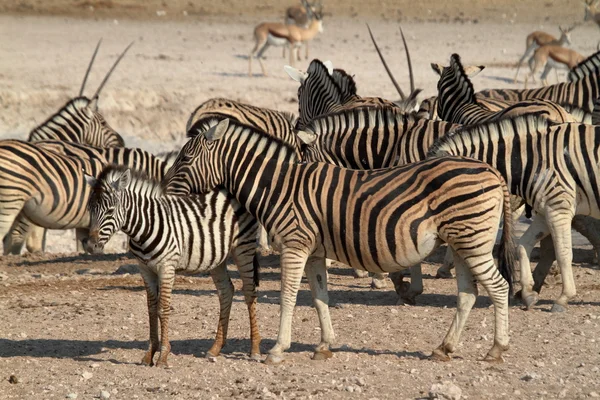 Zebrák az Etosha Nemzeti Parkban Namíbiában — Stock Fotó