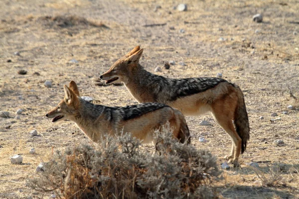 Sciacalli nella savana della Namibia — Foto Stock