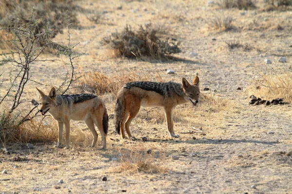 Jakhalzen in de savanne van Namibië — Stockfoto