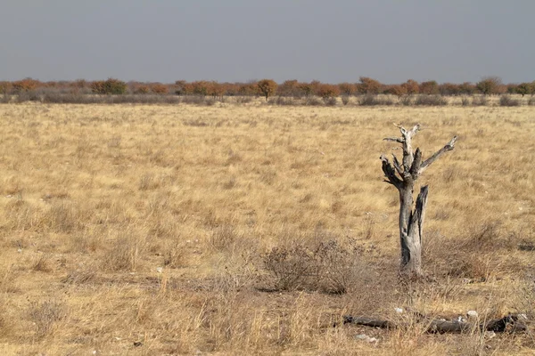 Savannah Namibya etkin Milli Parkı — Stok fotoğraf