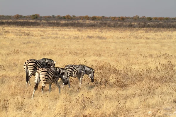 Cebras en el Parque Nacional Etosha en Namibia —  Fotos de Stock
