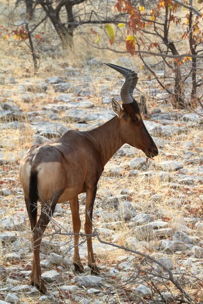 Hartebeest в национальном парке Этоша в Небии — стоковое фото