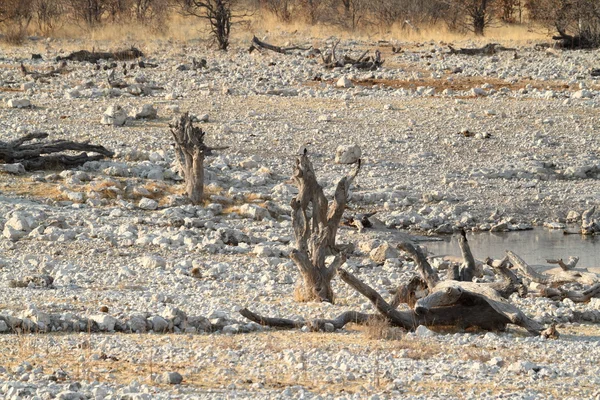 Η σαβάνα στο εθνικό πάρκο Ετόσα στην Ναμίμπια — Φωτογραφία Αρχείου