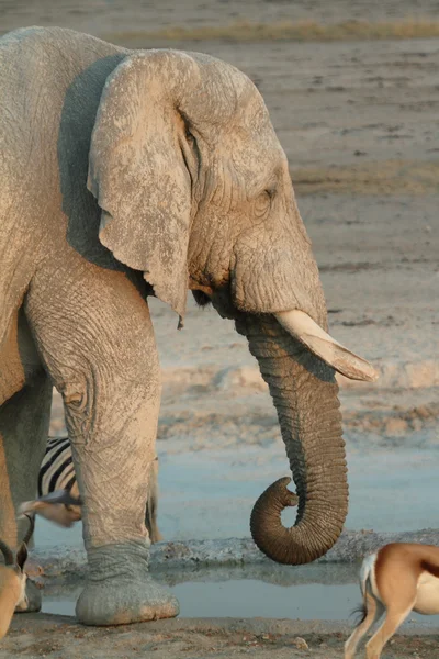 Słonie w parku narodowym Etosha w Namibii — Zdjęcie stockowe