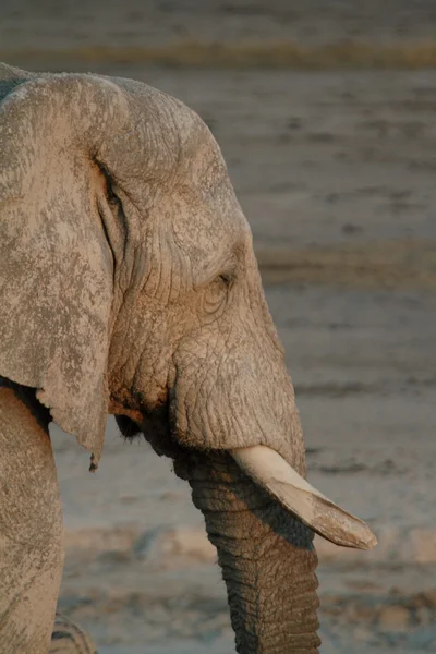 Elefanten im Etoscha-Nationalpark in Namibia — Stockfoto