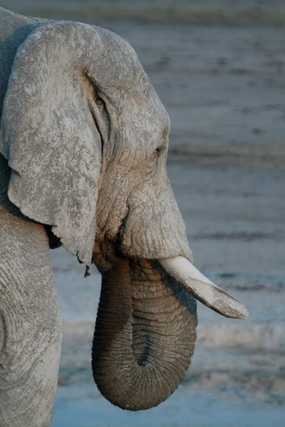 Elefanten im Etoscha-Nationalpark in Namibia — Stockfoto