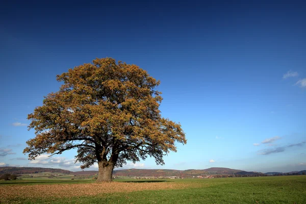 Old oak tree in golden autumn — Stock Photo, Image