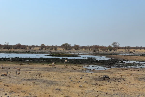 Animali in una pozza d'acqua nel parco Etosha in Namibia — Foto Stock