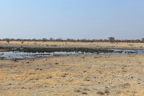 Dieren bij een waterput in Etosha Park in Namibië — Stockfoto
