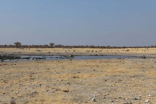 Animais em um buraco de água em Etosha Park, na Namíbia — Fotografia de Stock