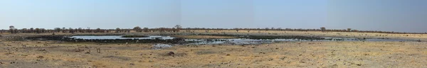 Животные в водной дыре в парке Этоша в Намибии — стоковое фото