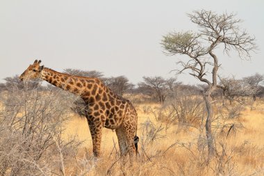Zürafalar Namibya Savannah