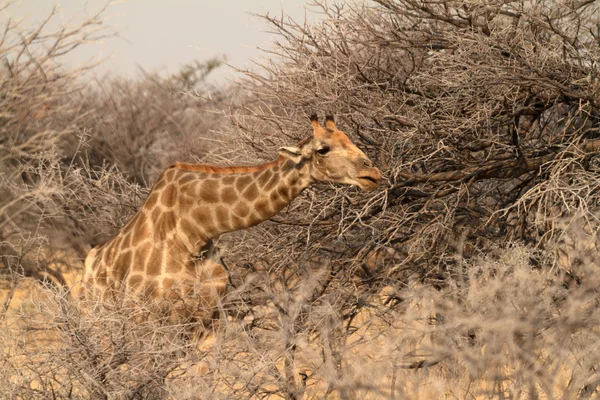 Girafas na savana da Namíbia — Fotografia de Stock