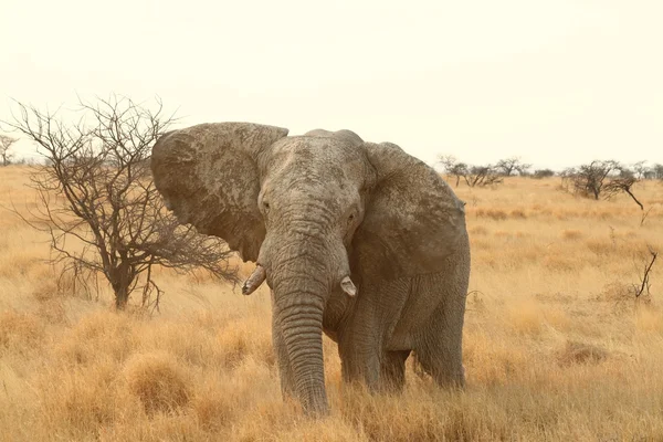 Elefantes en el Parque Nacional Etosha en Namibia — Foto de Stock