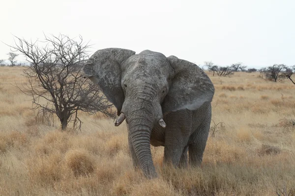 Elefantes en el Parque Nacional Etosha en Namibia — Foto de Stock