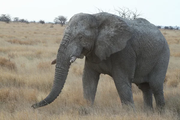 Les éléphants dans le parc national d'Etosha en Namibie — Photo