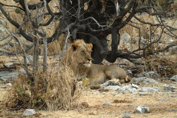 Lwy w Etosha National Park w Namibii — Zdjęcie stockowe