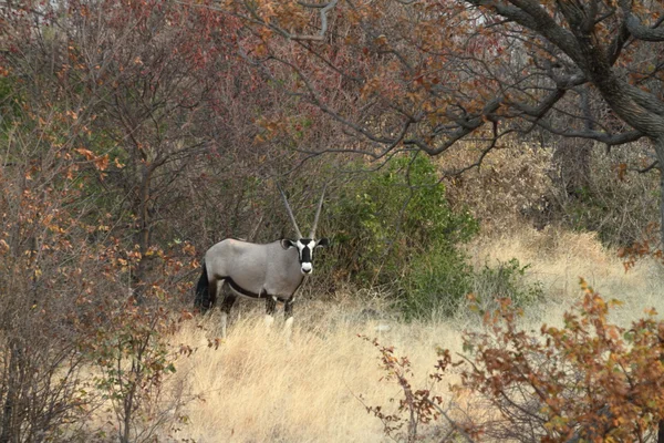 Oryx antílope na savana do Parque Etosha na Namíbia — Fotografia de Stock