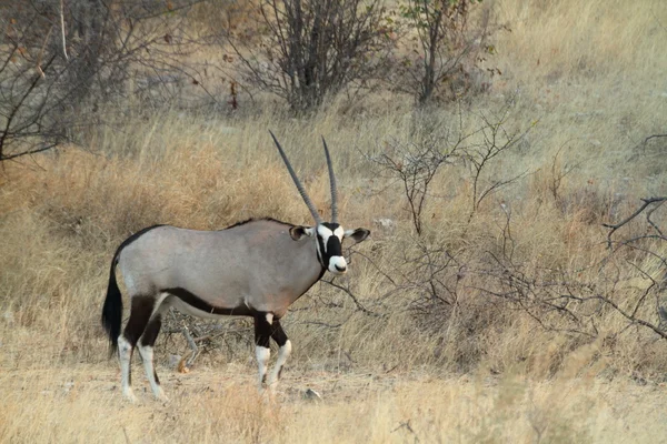 Antilope d'Oryx dans la savane du parc Etosha en Namibie — Photo