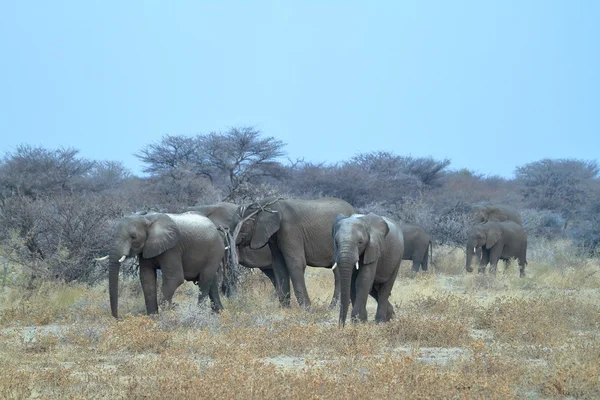 Elefantes en el Parque Nacional Etosha en Namibia — Foto de Stock