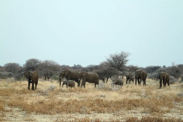 Elefantes en el Parque Nacional Etosha en Namibia —  Fotos de Stock