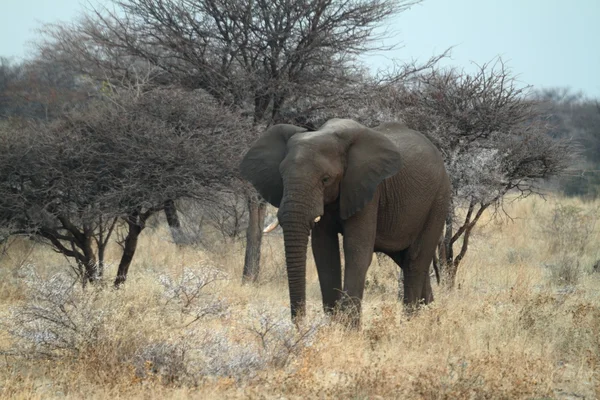 Les éléphants dans le parc national d'Etosha en Namibie — Photo