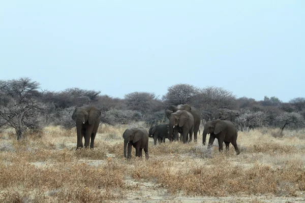 Olifanten in het Etosha National Park Namibië — Stockfoto