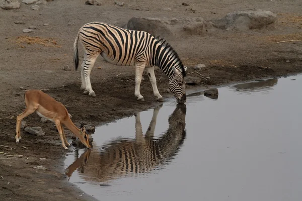 Animais em um buraco de água em Etosha Park, na Namíbia — Fotografia de Stock