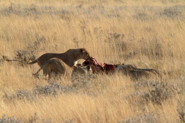 Aslanlar yaban hayatı içinde