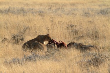 Aslanlar yaban hayatı içinde