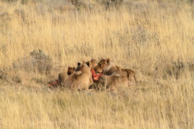 Aslanlar yaban hayatı içinde