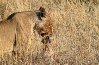 Aslanlar yaban hayatı içinde