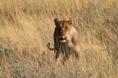 Aslanlar yaban hayatı içinde