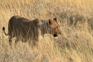 Aslanlar yaban hayatı içinde