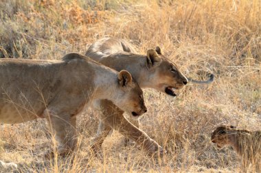 Aslanlar yaban hayatı içinde