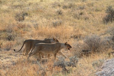 Aslanlar yaban hayatı içinde