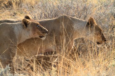 Aslanlar yaban hayatı içinde