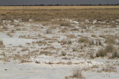 Namibya Afrika etkin tuz tavada