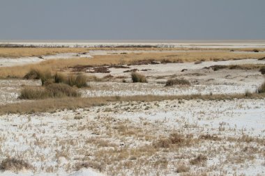 Namibya Afrika etkin tuz tavada