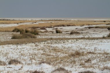 Namibya Afrika etkin tuz tavada