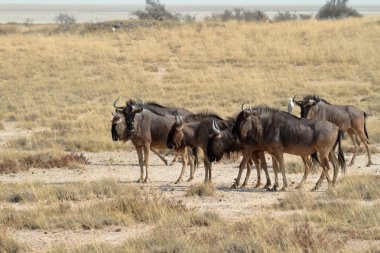 Wildebeest in the savannah of the Etosha Park in Namibia clipart