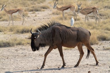 Etkin Park Namibya Savannah wildebeest