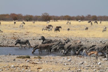 Zebralar Namibya 'daki Etosha Milli Parkı' nda