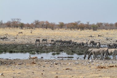 Zebralar Namibya 'daki Etosha Milli Parkı' nda