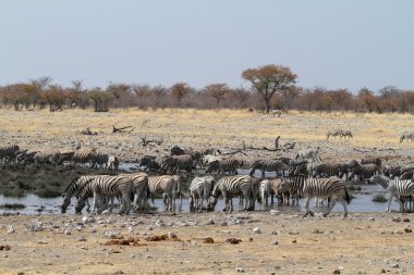 Zebralar Namibya 'daki Etosha Milli Parkı' nda