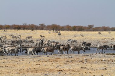 Zebralar Namibya 'daki Etosha Milli Parkı' nda